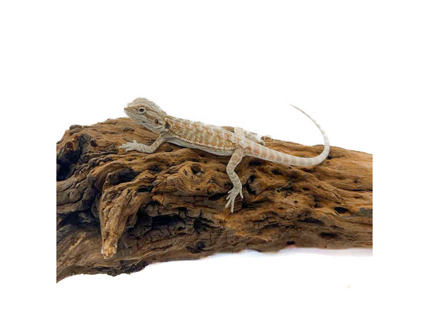 Агама бородатая Hypo het translucent  het zero (Bluebar Tiger)